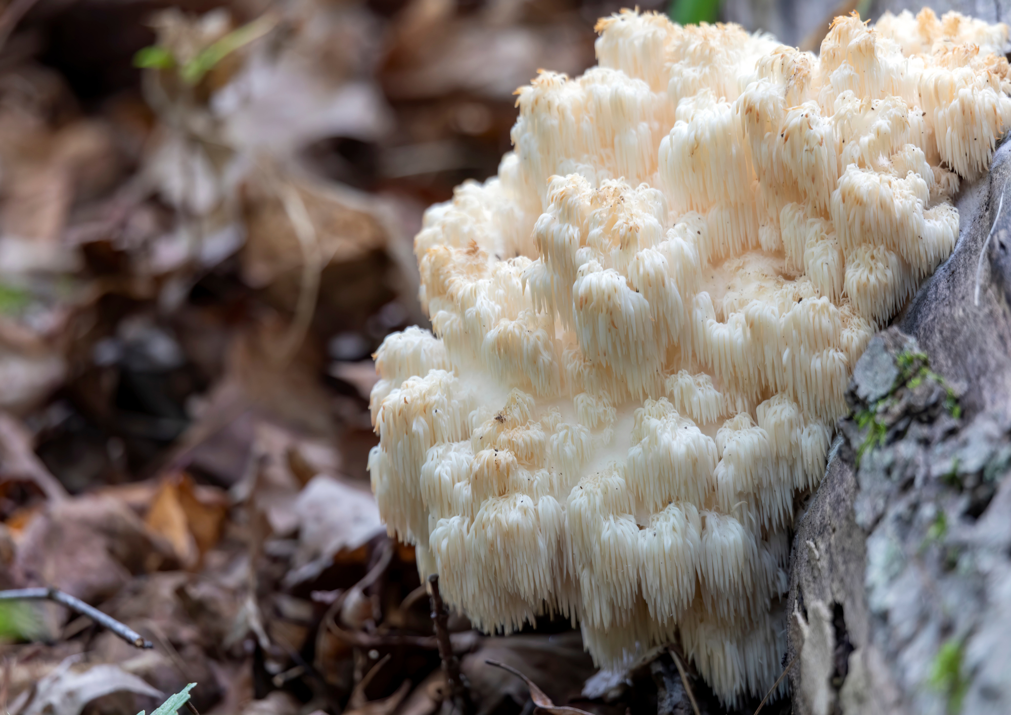 Qu’est-ce que le lion’s mane ?